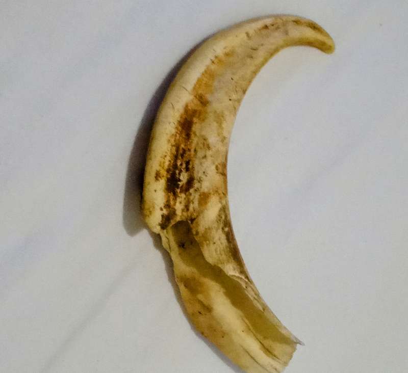 Vintage, Highly Collectable a Pair of Warthog Tusks,