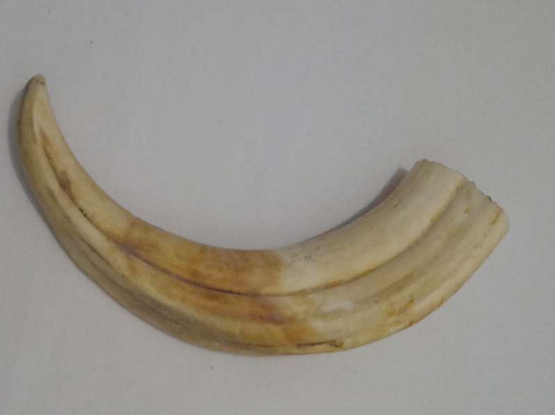Vintage, Highly Collectable a Pair of Warthog Tusks,