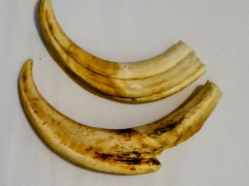 Vintage, Highly Collectable a Pair of Warthog Tusks,