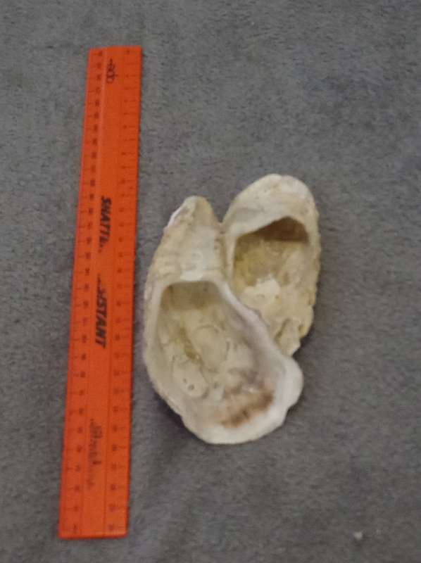 Beautiful Natural Sea Oyster Shell