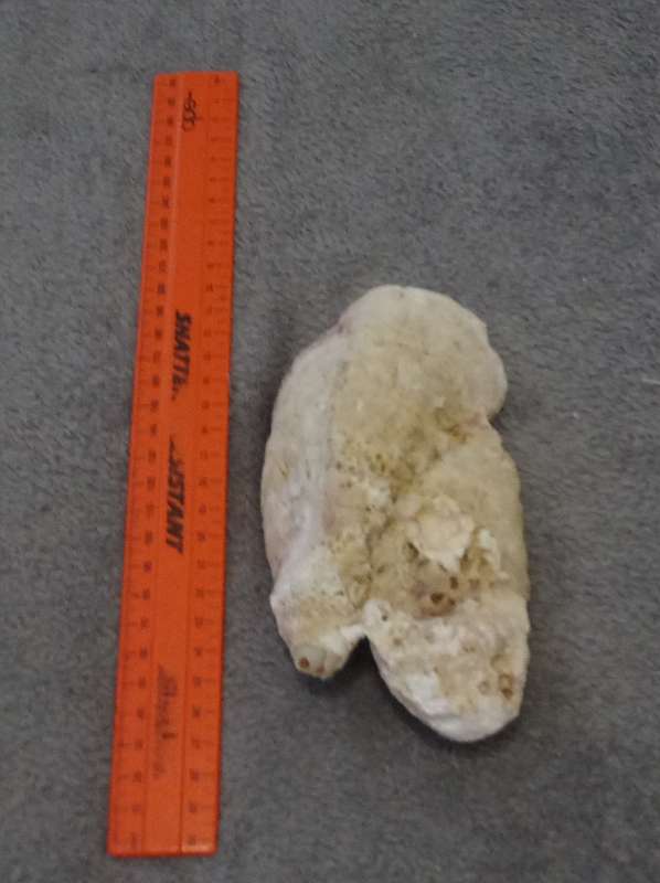 Beautiful Natural Sea Oyster Shell