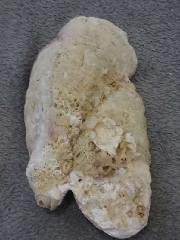 Beautiful Natural Sea Oyster Shell