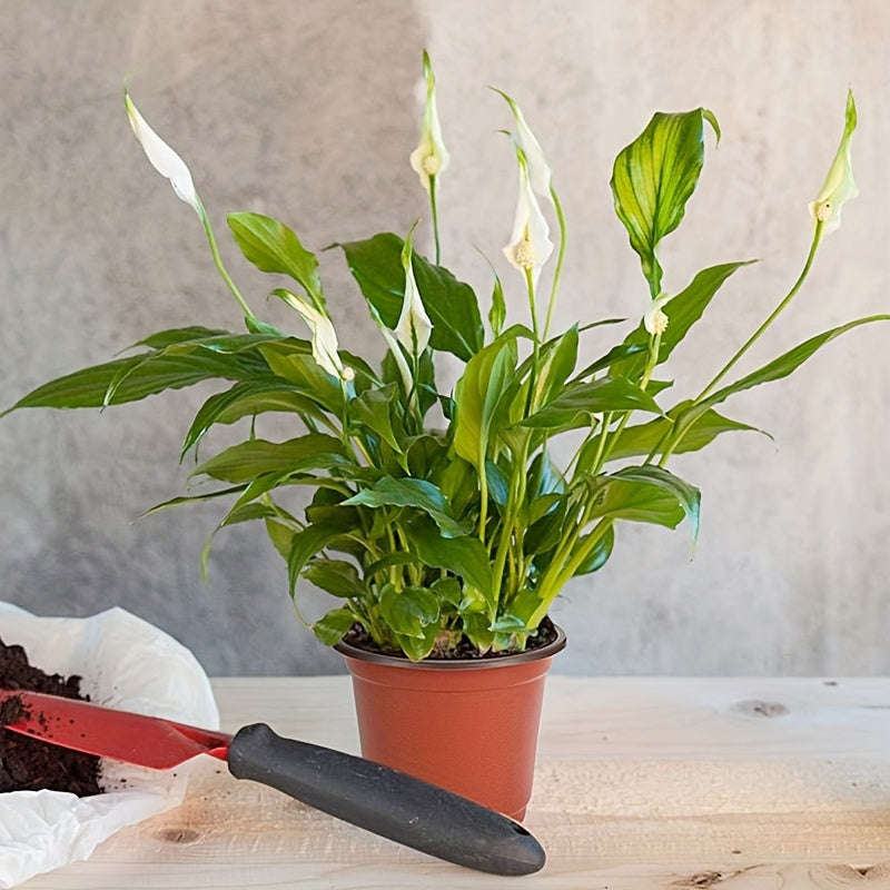 10-Pack Seedling Pots