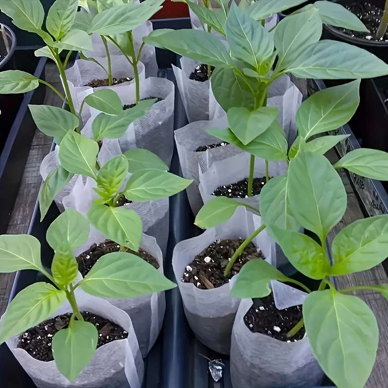100 Pcs Biodegradable Seed Nursery Bags