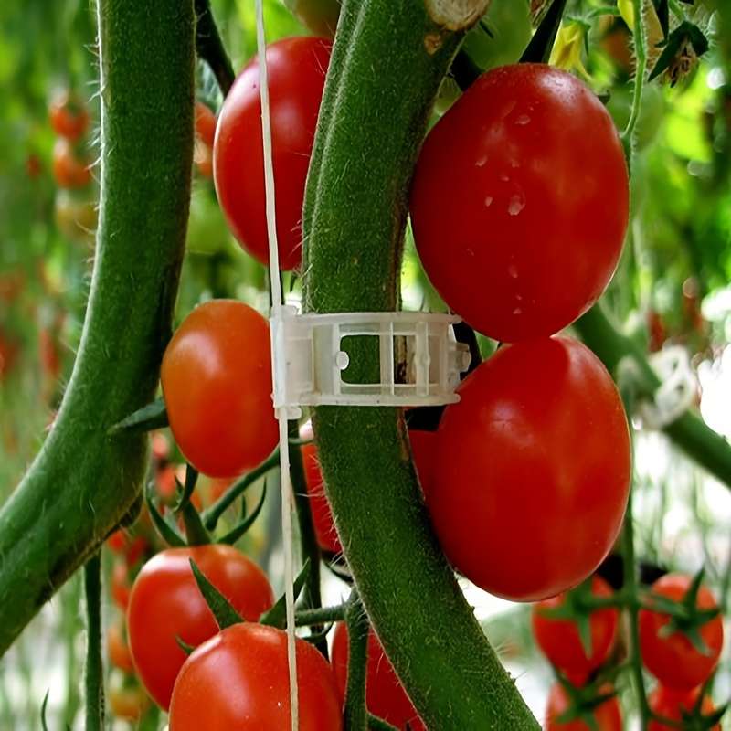 150pcs Tomato Clips