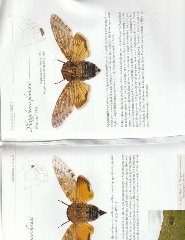 CICADAS OF SOUTHERN AFRICA