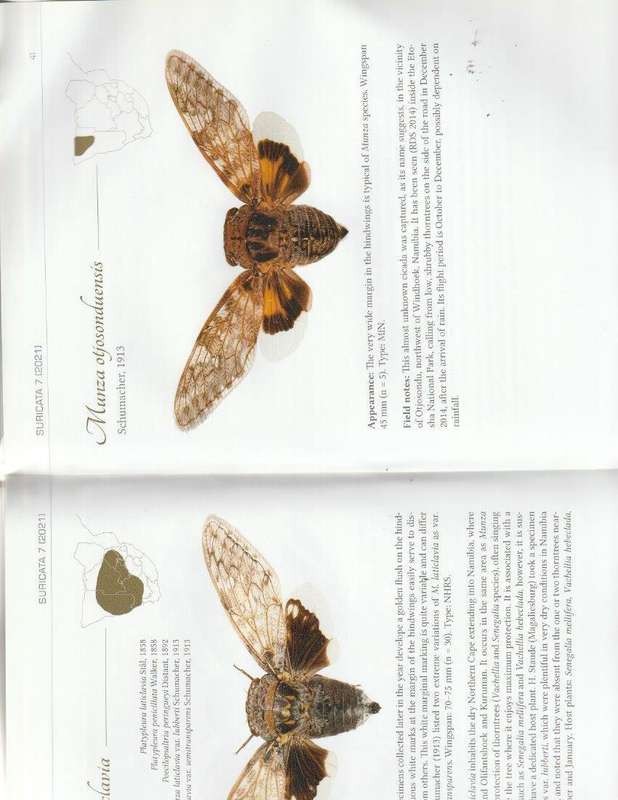 CICADAS OF SOUTHERN AFRICA