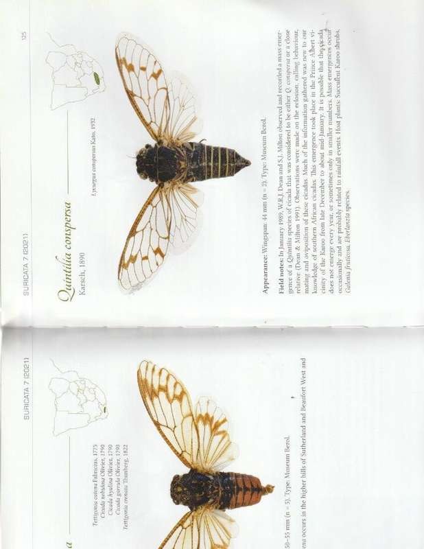 CICADAS OF SOUTHERN AFRICA