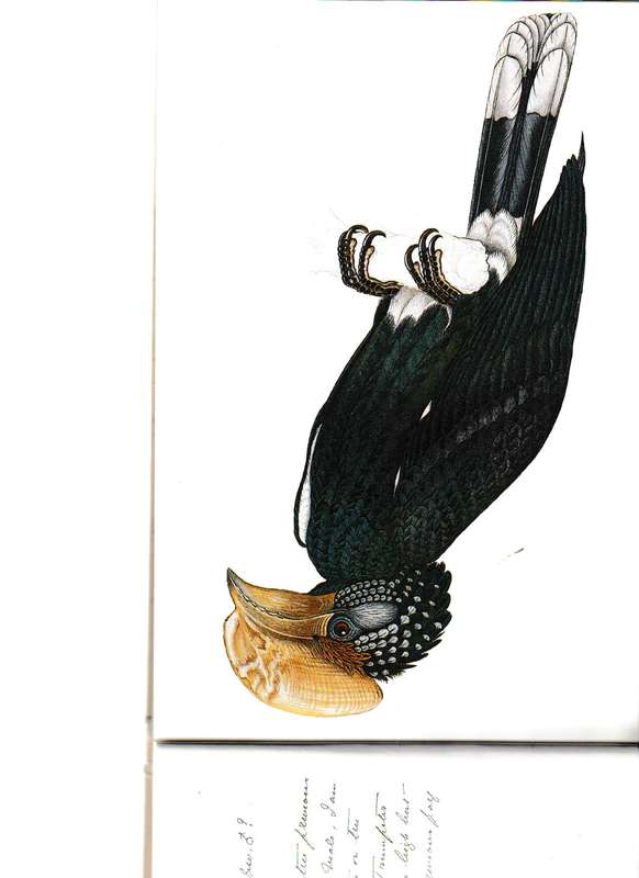 A CELEBRATION OF BIRDS: C.G. FINCH-DAVIES'S FINAL ALBUM OF SOUTHERN AFRICAN BIRDS