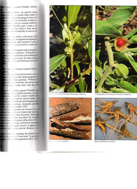 PEOPLE'S PLANTS: A GUIDE TO USEFUL PLANTS OF SOUTHERN AFRICA