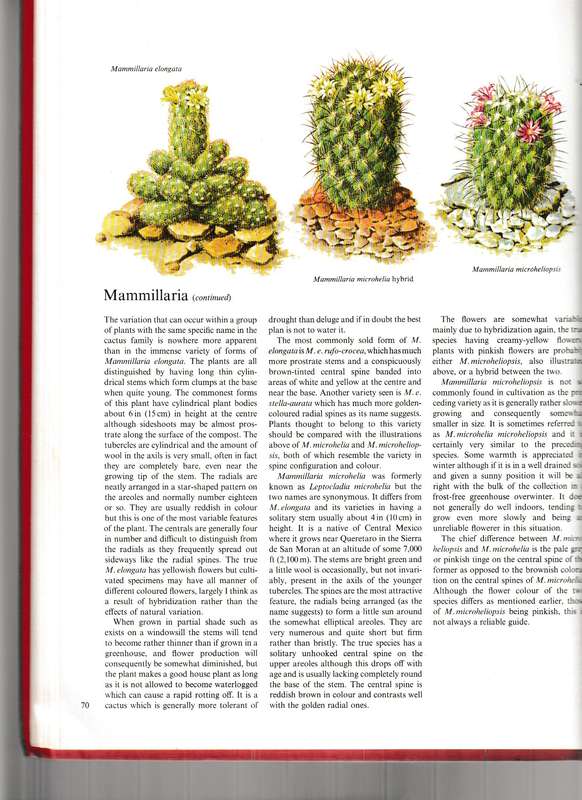 CACTI AND OTHER SUCCULENTS