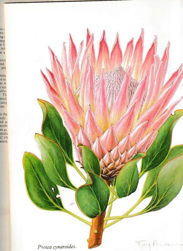 THE PROTEAS OF SOUTHERN AFRICA