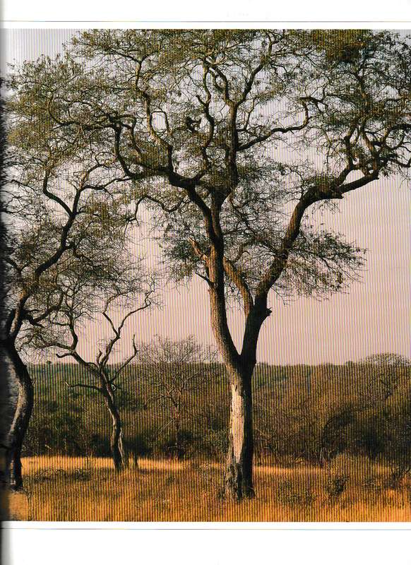 BUSHVELD TREES: LIFEBLOOD OF THE TRANSVAAL LOWVELD