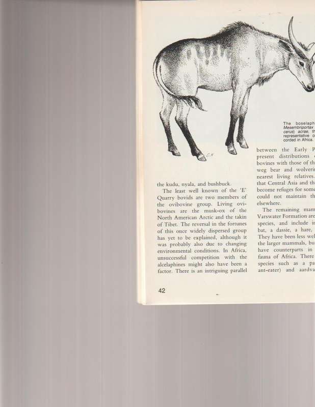 LANGEBAANWEG, A RECORD OF PAST LIFE