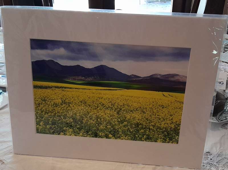 Canola and Wheat fields photo mat board mounted 8 x 12"