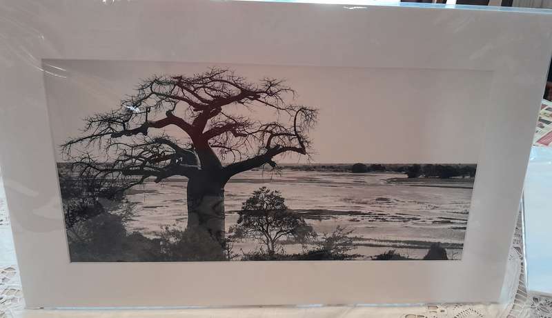 Chobe River Baobab mat board mounted photo