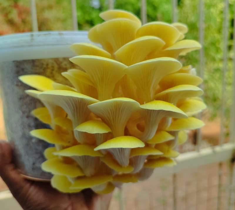 Golden Oyster Mushroom Grow Kit (5L)