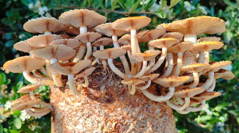 Chestnut mushroom grow kit