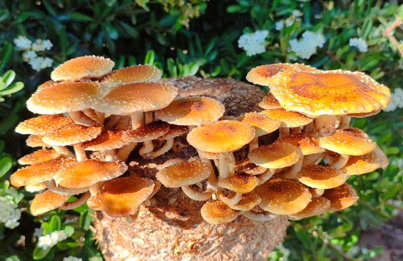 Chestnut mushroom grow kit