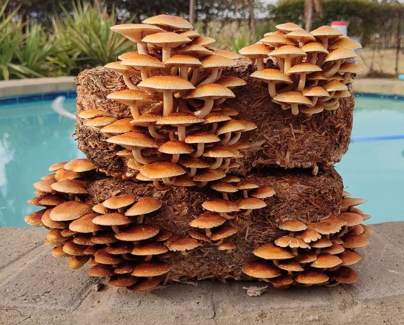 Chestnut mushroom grow kit (5L- 2.5kg)