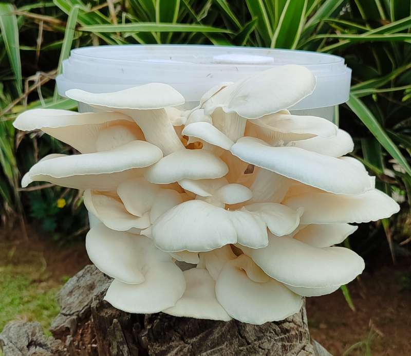 White oyster mushroom grow kit (2.5L/1.25kg)