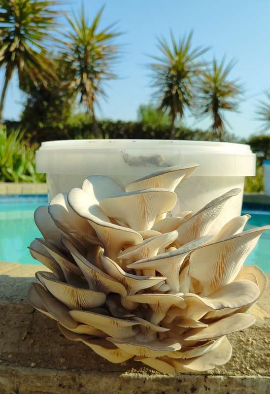 Gourmet Mushroom Variety grow pack (4x2.5L)