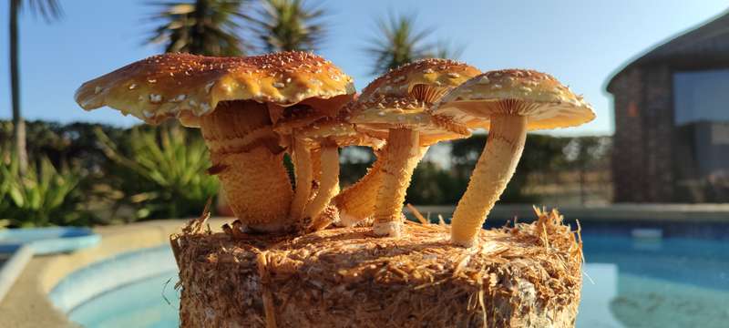 Chestnut mushroom grow kit