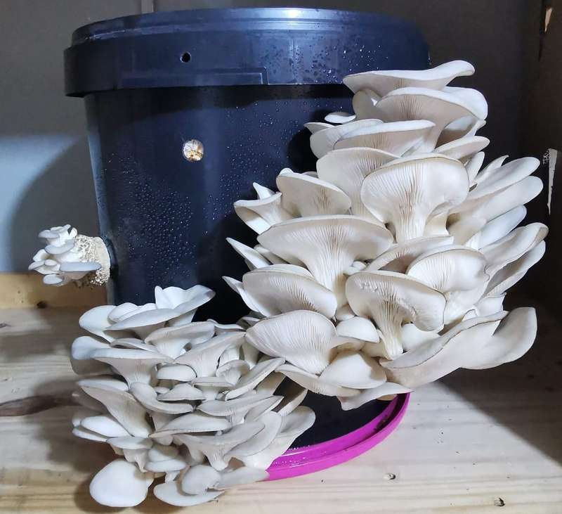 Grey Pearl oyster mushroom grow kit (20L/10Kg)