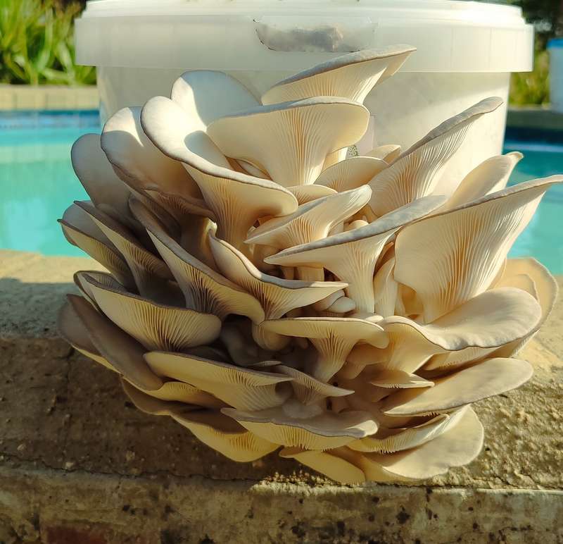 Grey Pearl oyster mushroom grow kit (5L/2.5kg)