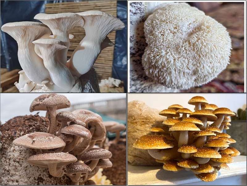 Exotic Mushroom Grow Pack