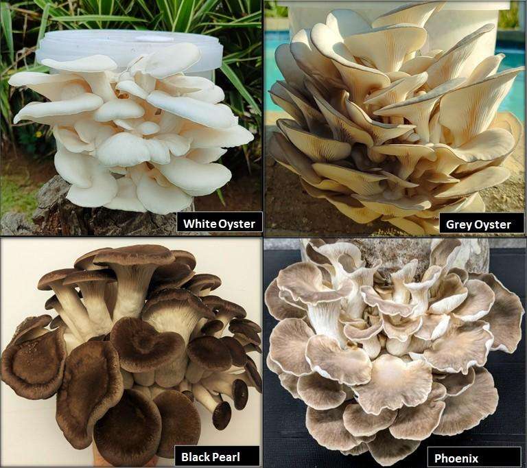 Epic Oyster Mushroom Variety grow kits (5 x 5L)