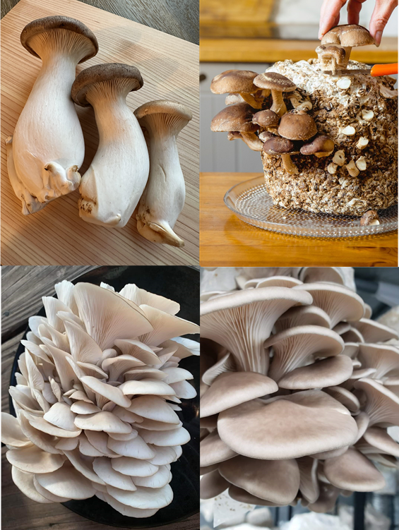 Gourmet Mushroom Variety grow pack (4x5L)