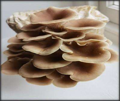 Epic Oyster Mushroom Variety grow kits (5 x 5L)