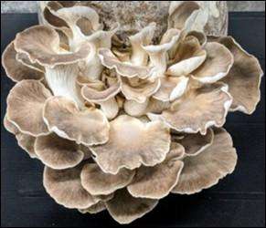 Epic Oyster Mushroom Variety grow kits (5 x 5L)