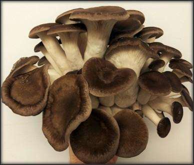 Epic Oyster Mushroom Variety grow kits (5 x 5L)