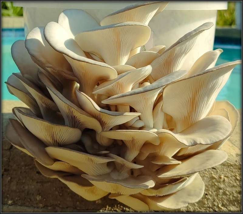 Epic Oyster Mushroom Variety grow kits (5 x 5L)