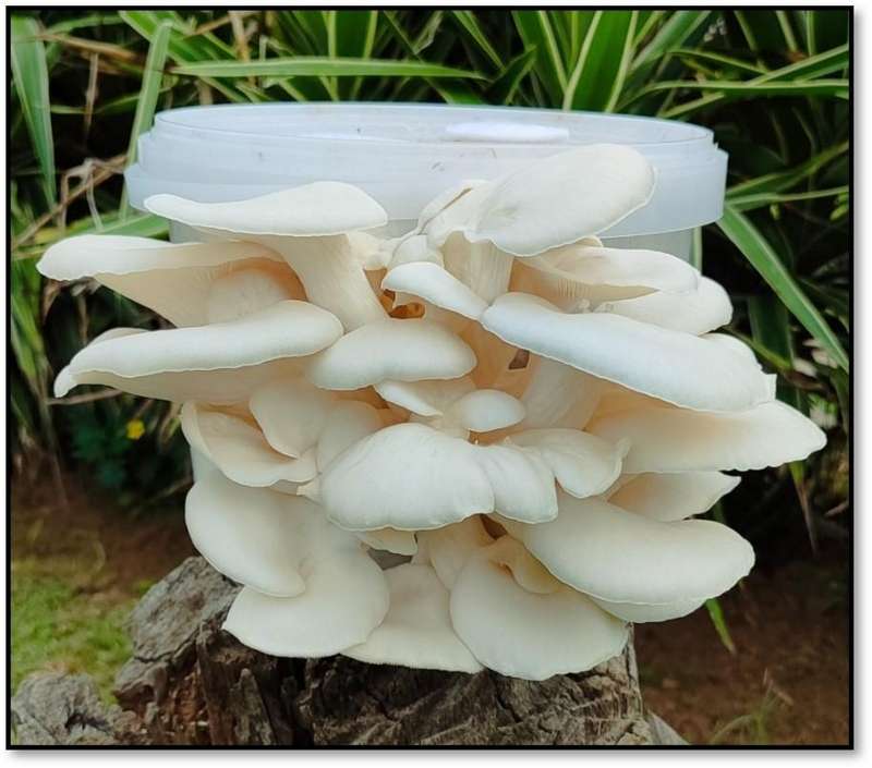 Epic Oyster Mushroom Variety grow kits (5 x 5L)