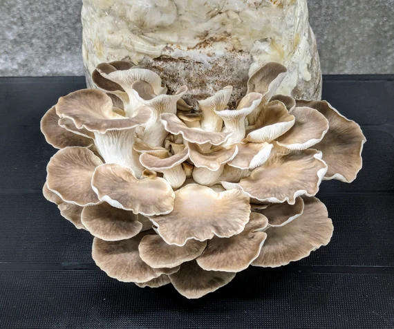 Phoenix Oyster Mushroom Grow Kit (5L)