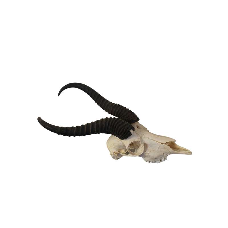 Natural Springbok Skull