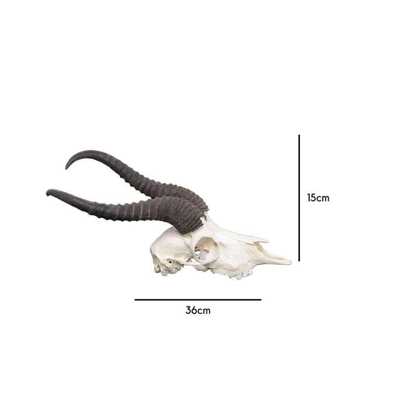 Natural Springbok Skull
