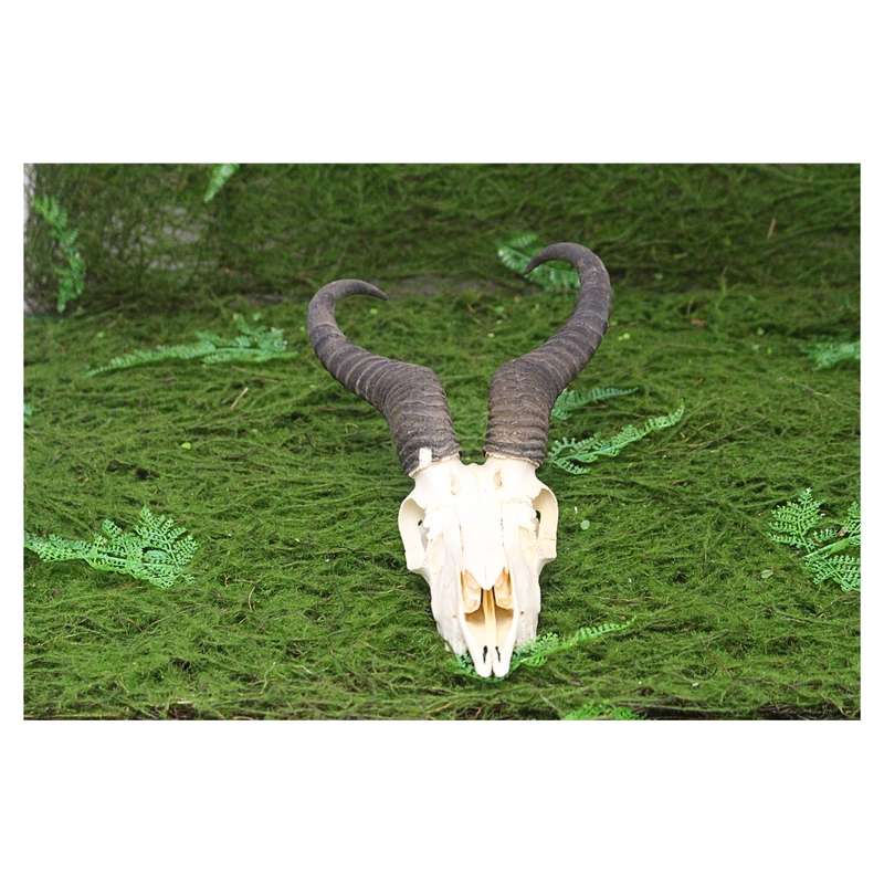 Natural Springbok Skull