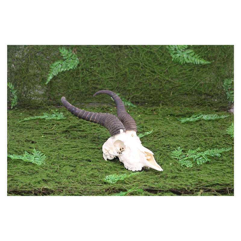 Natural Springbok Skull