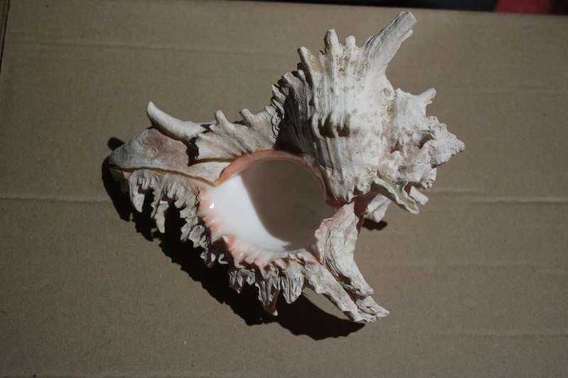 RARE FIND IN THIS SIZE  A HUGE RAMOSE MUREX SEA SHELL IN PRESTINE CONDITION