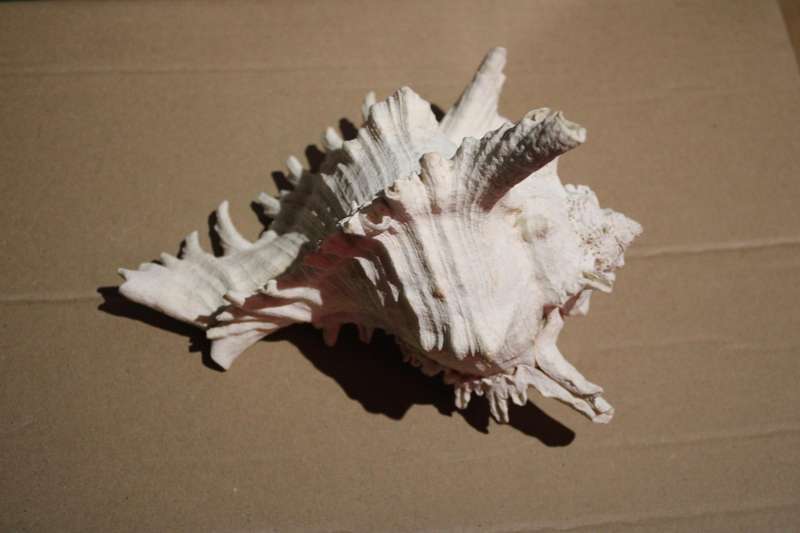 RARE FIND IN THIS SIZE  A HUGE RAMOSE MUREX SEA SHELL IN PRESTINE CONDITION