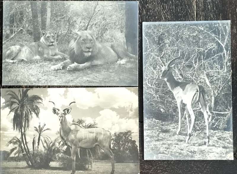 Vintage picture post cards (x 3) - SA game (unused)