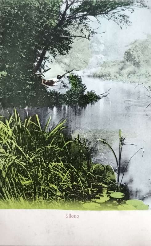 Antique Post card - Illovo