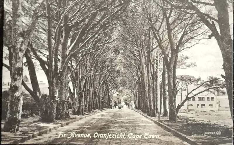 Antique Post card - Cape Town - Avenue Oranjezicht