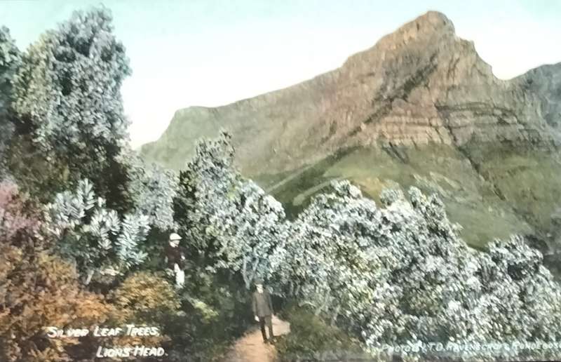 Antique Post Cards - South Africa - Lions Head silver leaf trees