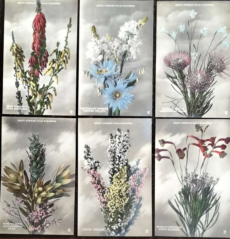 Antique Post Cards - South African Wild flowers (x6)