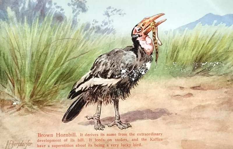 Antique Post Card art by Egersdorfer. Animal series V, 3 (with issue)